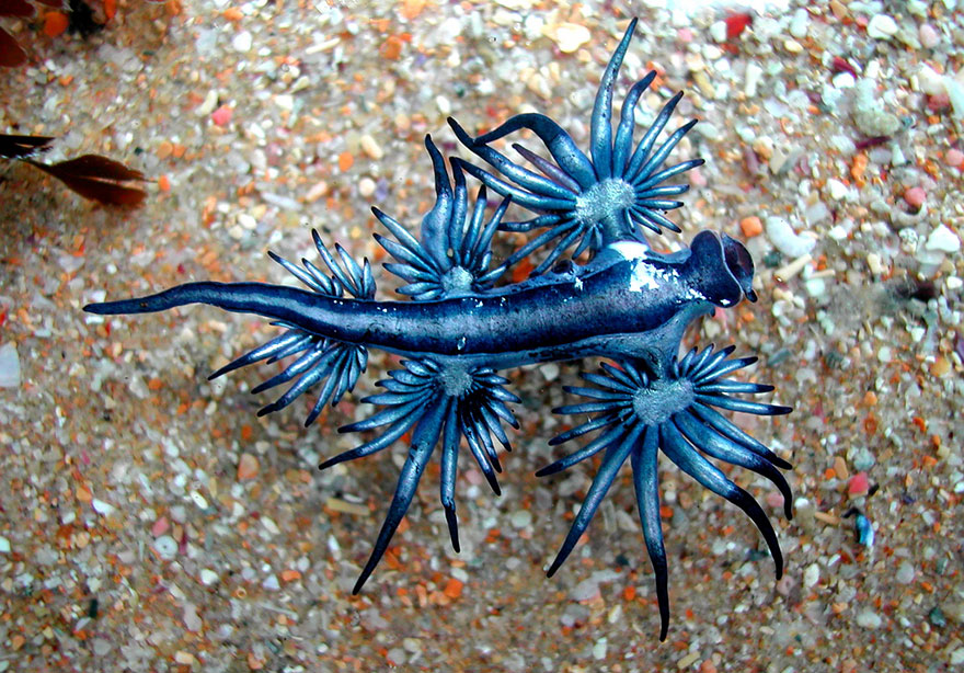 BIOLOGY CORNER – Dragonul albastru